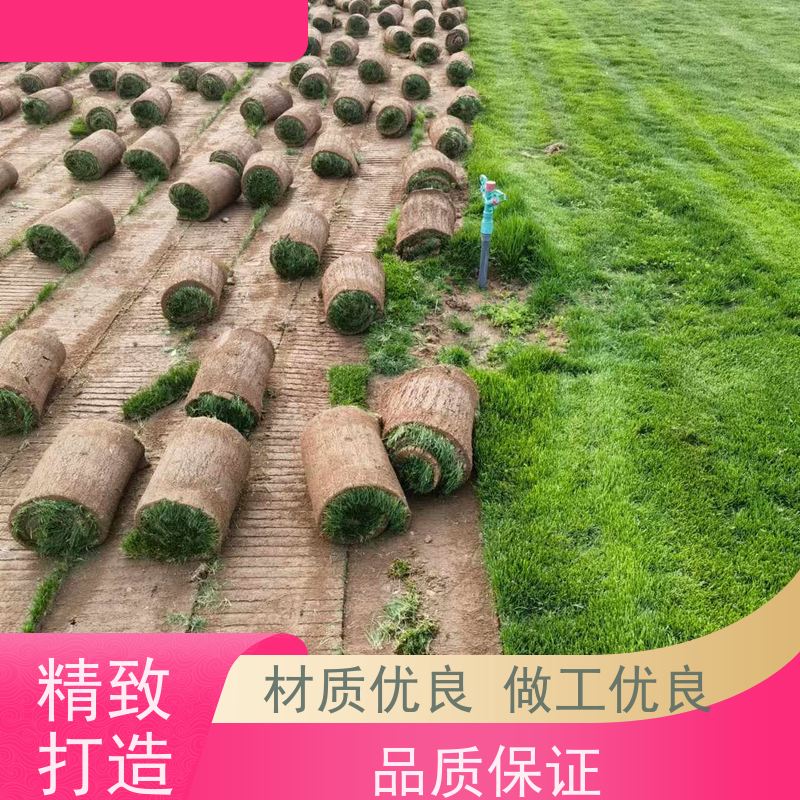 洛阳万绿苗圃 市政工程 早熟禾混播草坪 耐践踏 铺草快省时省力