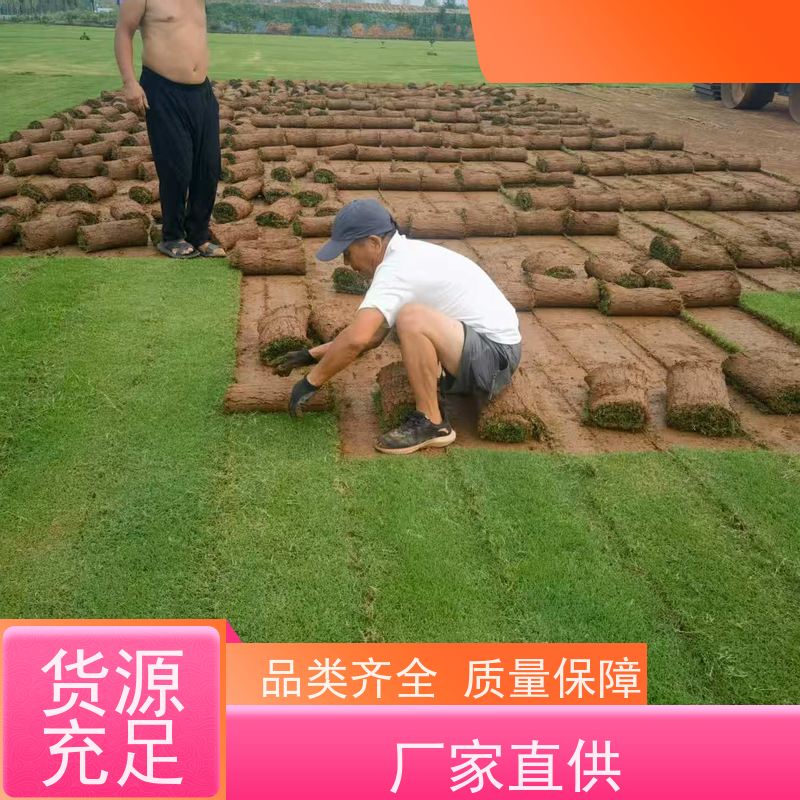 洛阳万绿苗圃 道路绿化 百慕大草坪 耐践踏 铺草快省时省力