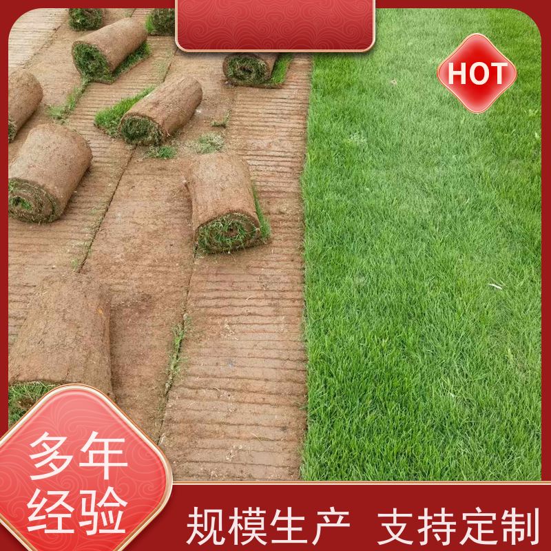 洛阳万绿苗圃 别墅庭院 真草皮四季青 冷暖季型 维护简单