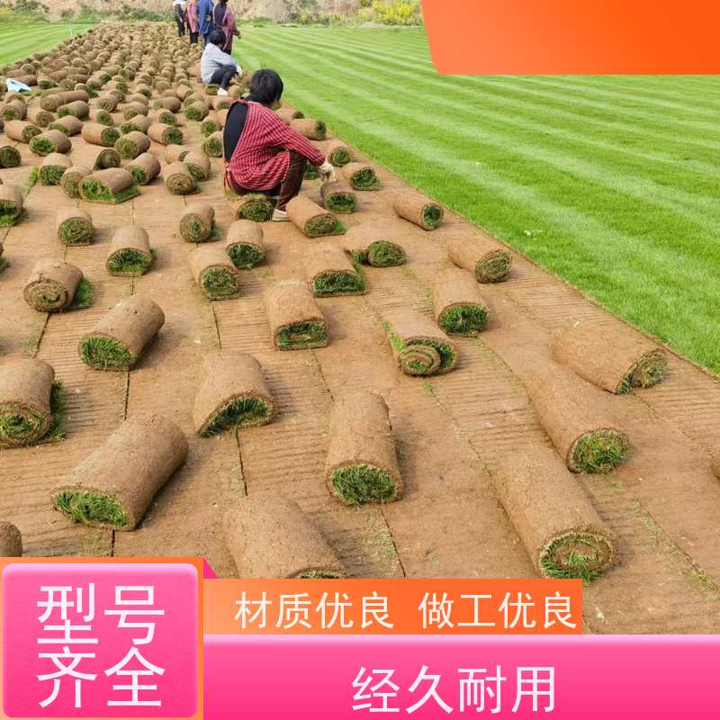 洛阳万绿苗圃 市政工程 马尼拉草坪 四季常绿 铺草快省时省力