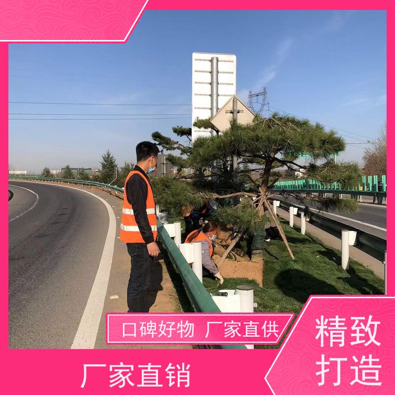 洛阳万绿苗圃 厂区绿化 马尼拉草坪 修剪少 维护简单