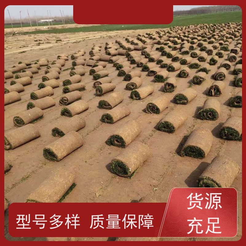 洛阳万绿苗圃 市政工程 百慕大草坪 冷暖季型 维护简单