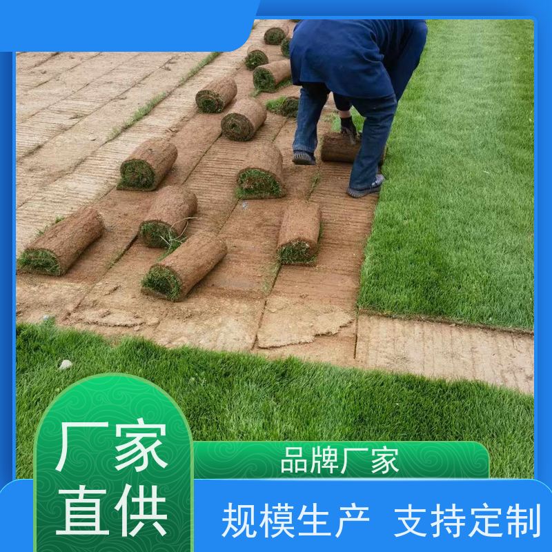 洛阳万绿苗圃 市政工程 草坪 耐践踏 铺草快省时省力