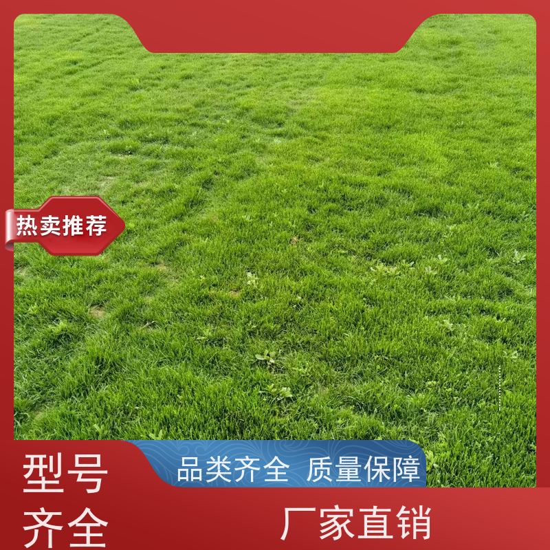洛阳万绿苗圃 小区绿化 草皮 修剪少 铺草快省时省力
