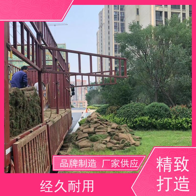 洛阳万绿苗圃 厂区绿化 马尼拉草坪 四季常绿 铺草快省时省力
