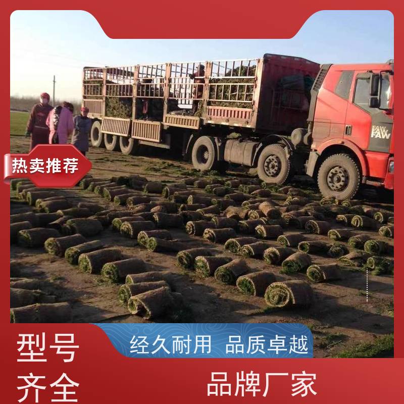 洛阳万绿苗圃 市政工程 草坪 四季常绿 铺草快省时省力