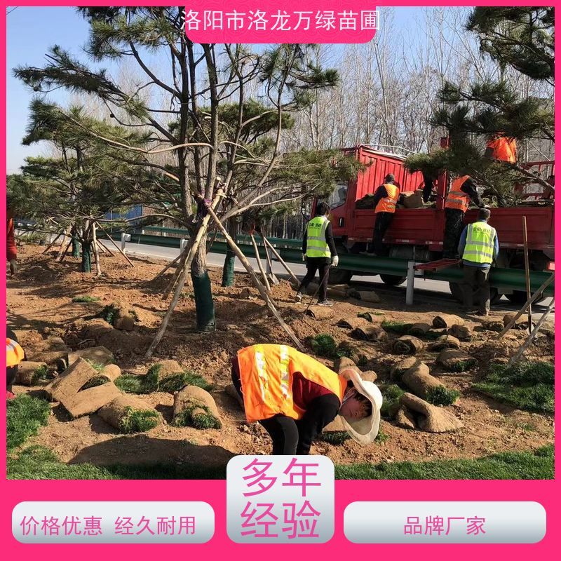 洛阳万绿苗圃 厂区绿化 马尼拉草坪 冷暖季型 维护简单