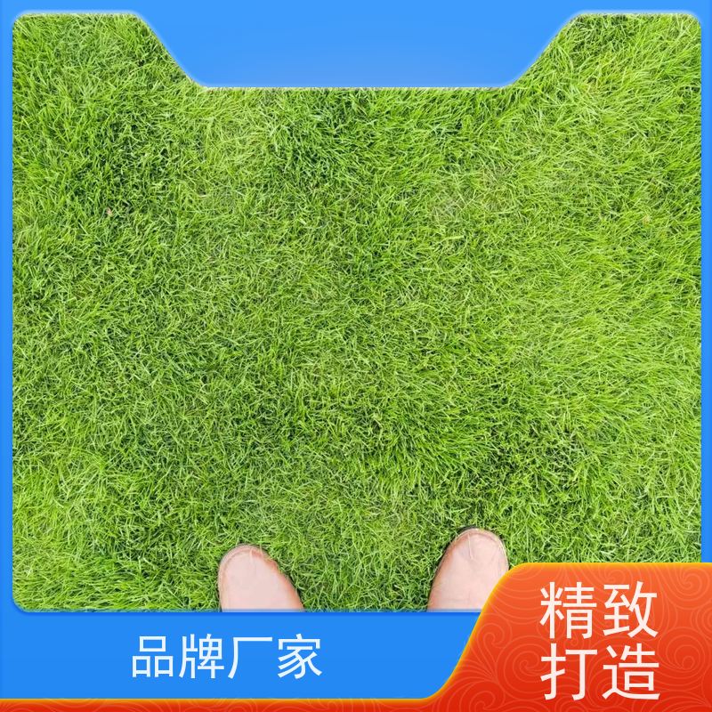洛阳万绿苗圃 市政工程 早熟禾混播草坪 冷暖季型 维护简单