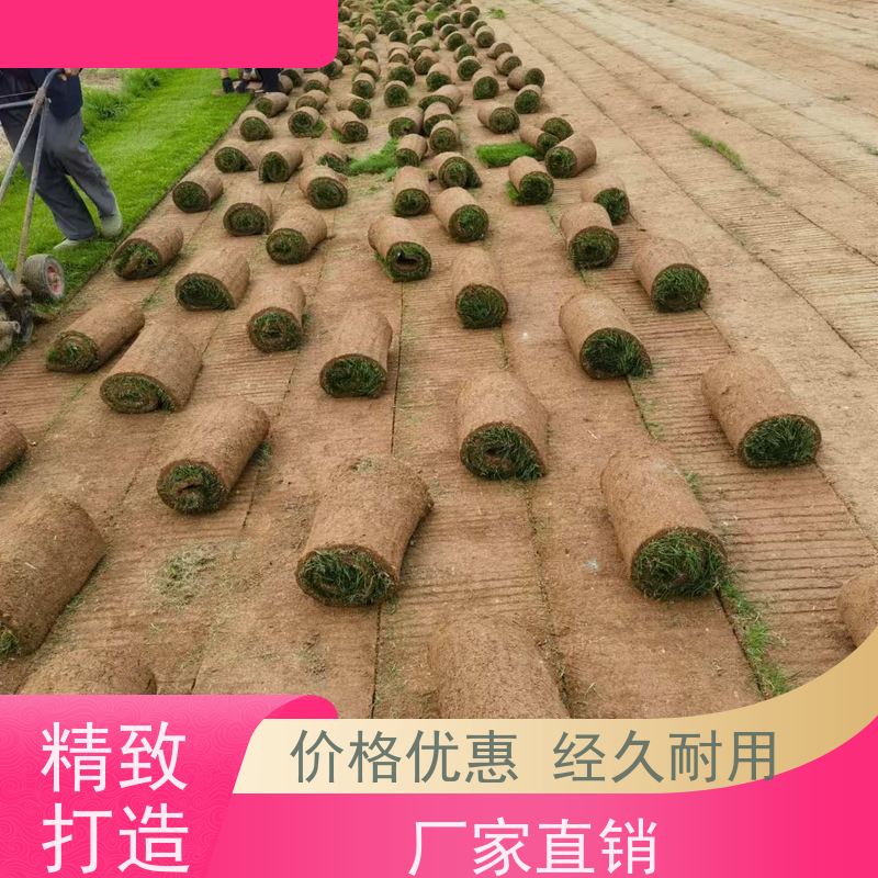 洛阳万绿苗圃 景区民宿 真草皮四季青 冷暖季型 维护简单