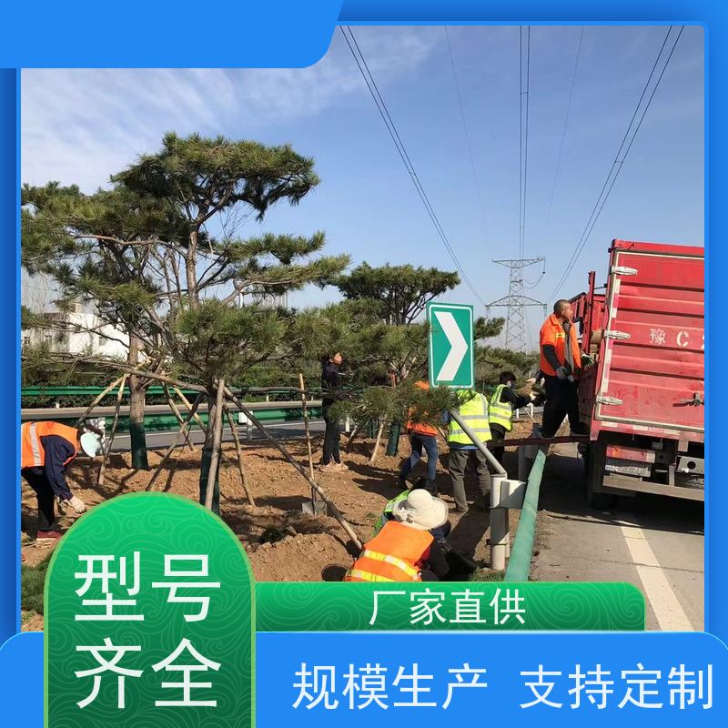 洛阳万绿苗圃 小区绿化 草皮 四季常绿 维护简单