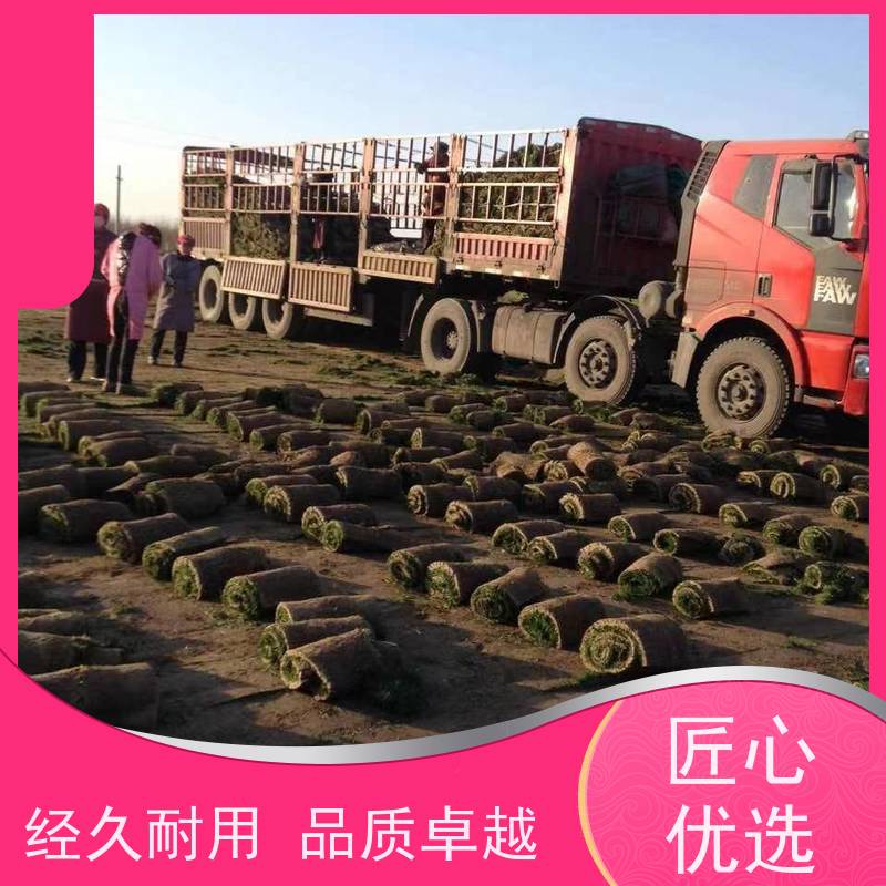 洛阳万绿苗圃 市政工程 百慕大草坪 四季常绿 维护简单