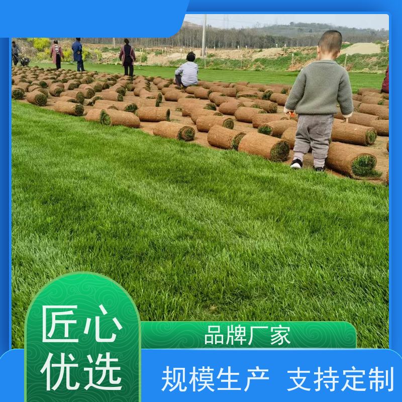 洛阳万绿苗圃 厂区绿化 真草皮四季青 耐践踏 维护简单