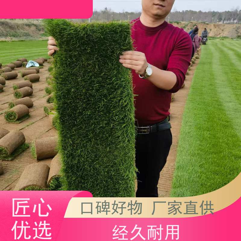 洛阳万绿苗圃 道路绿化 百慕大草坪 冷暖季型 铺草快省时省力