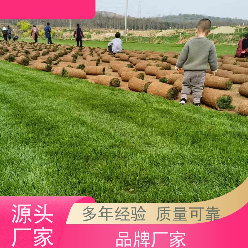 洛阳万绿苗圃 别墅庭院 早熟禾混播草坪 耐践踏 铺草快省时省力