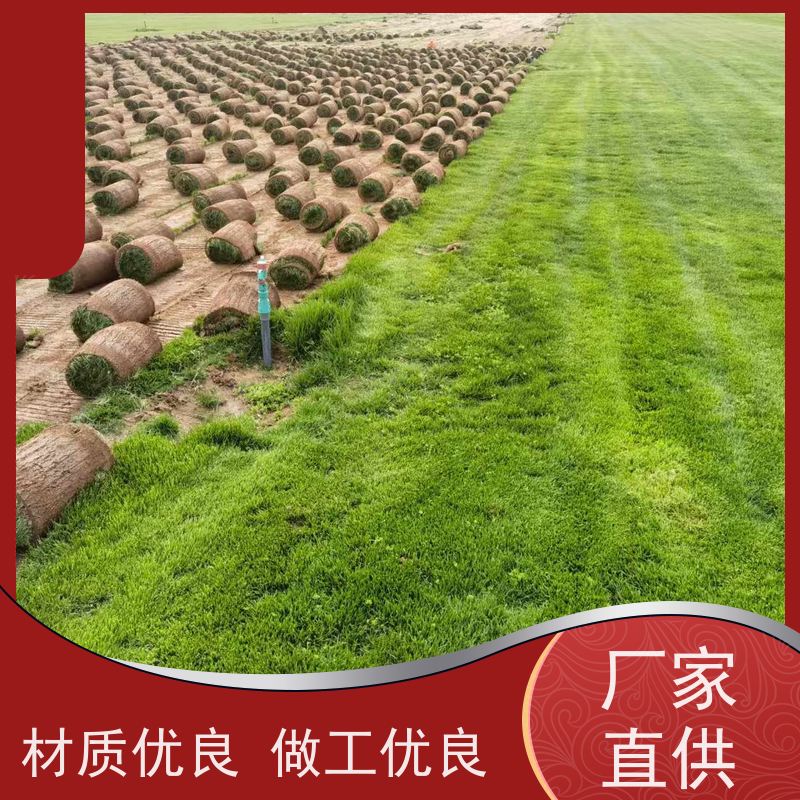 洛阳万绿苗圃 景区民宿 果岭草草坪 修剪少 维护简单