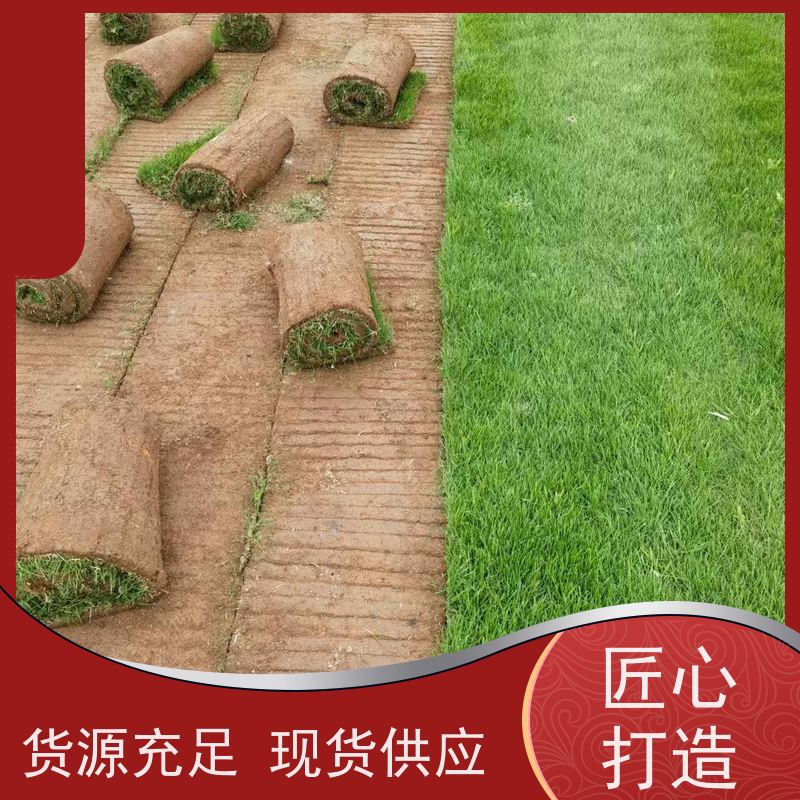 洛阳万绿苗圃 厂区绿化 草坪 耐践踏 铺草快省时省力
