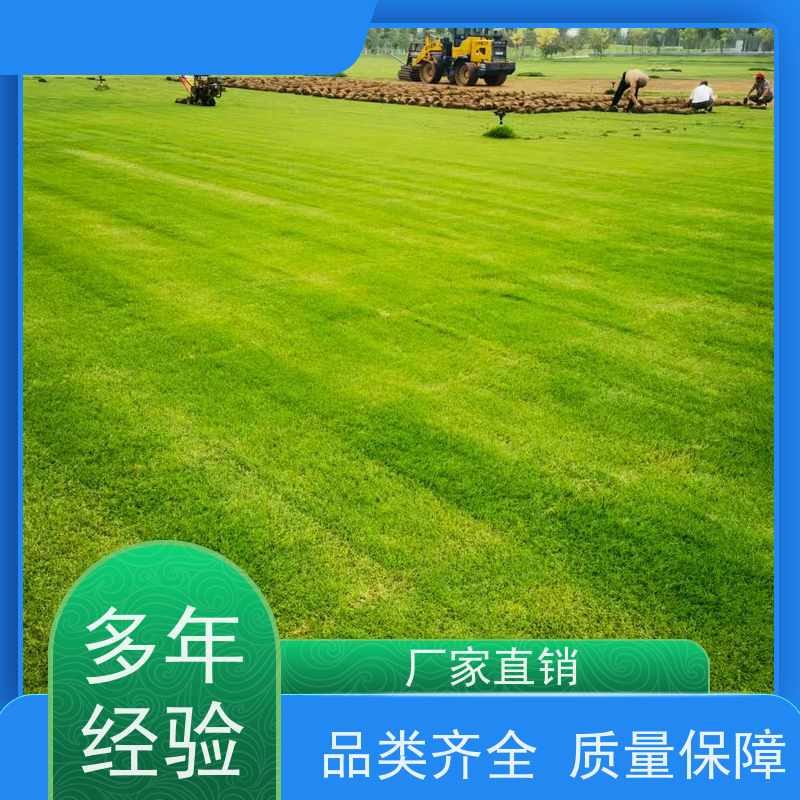 洛阳万绿苗圃 别墅庭院 草皮 四季常绿 铺草快省时省力