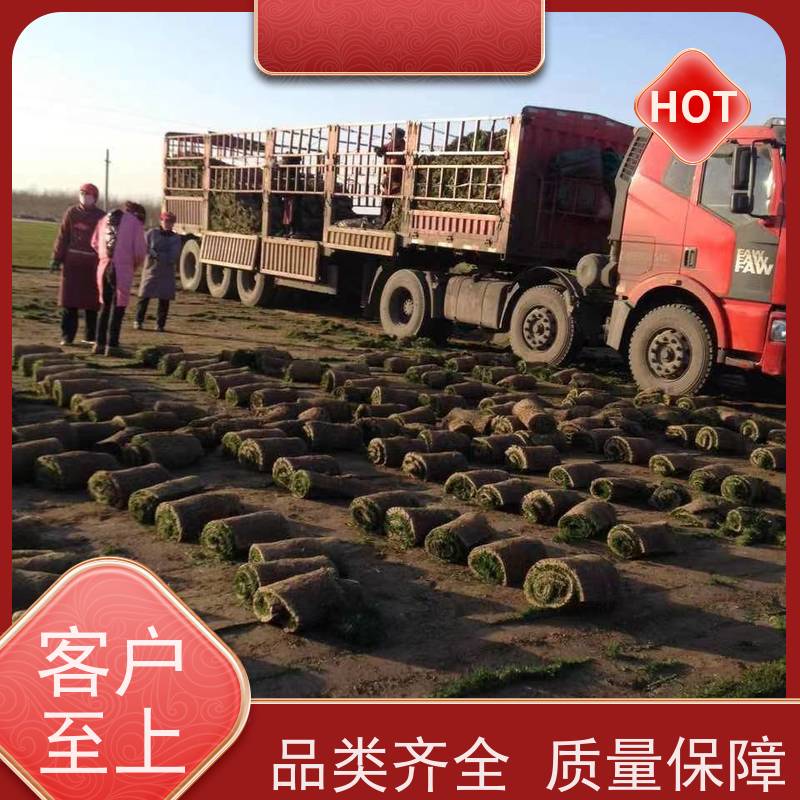 洛阳万绿苗圃 景区民宿 马尼拉草坪 修剪少 铺草快省时省力