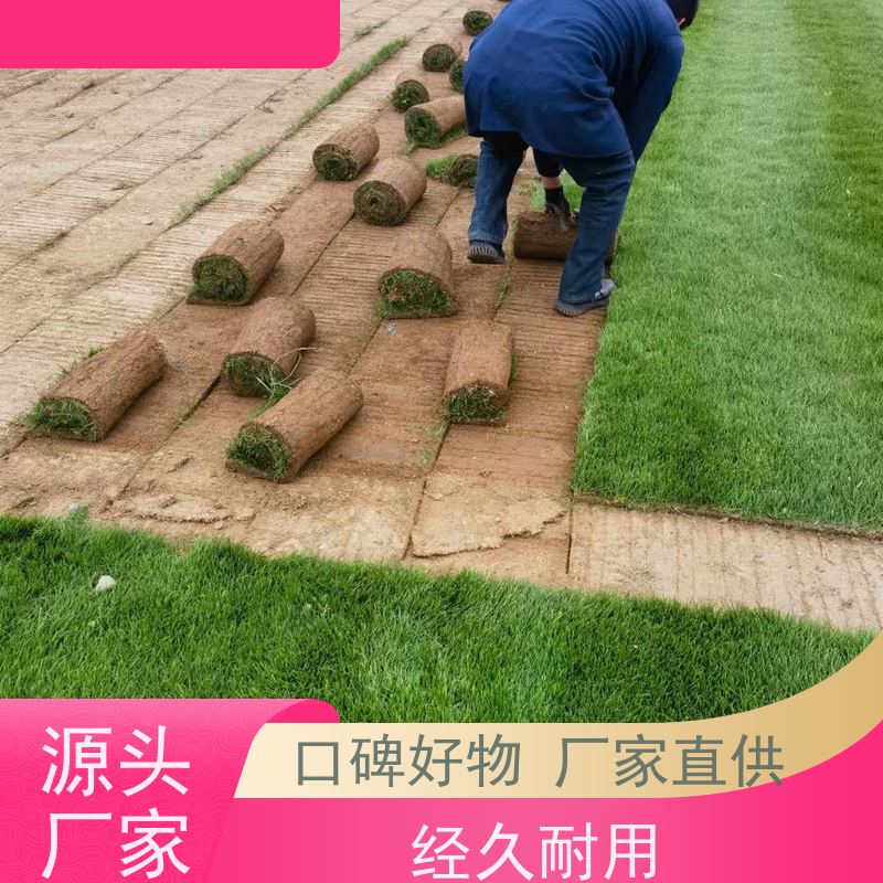 洛阳万绿苗圃 小区绿化 马尼拉草坪 冷暖季型 铺草快省时省力