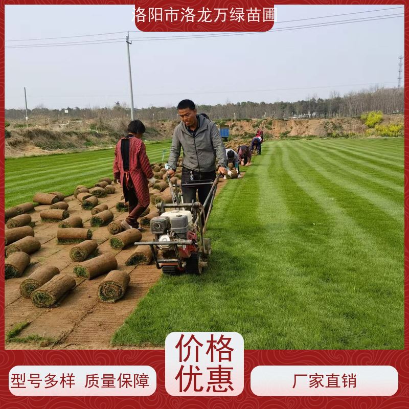洛阳万绿苗圃 景区民宿 早熟禾混播草坪 修剪少 铺草快省时省力