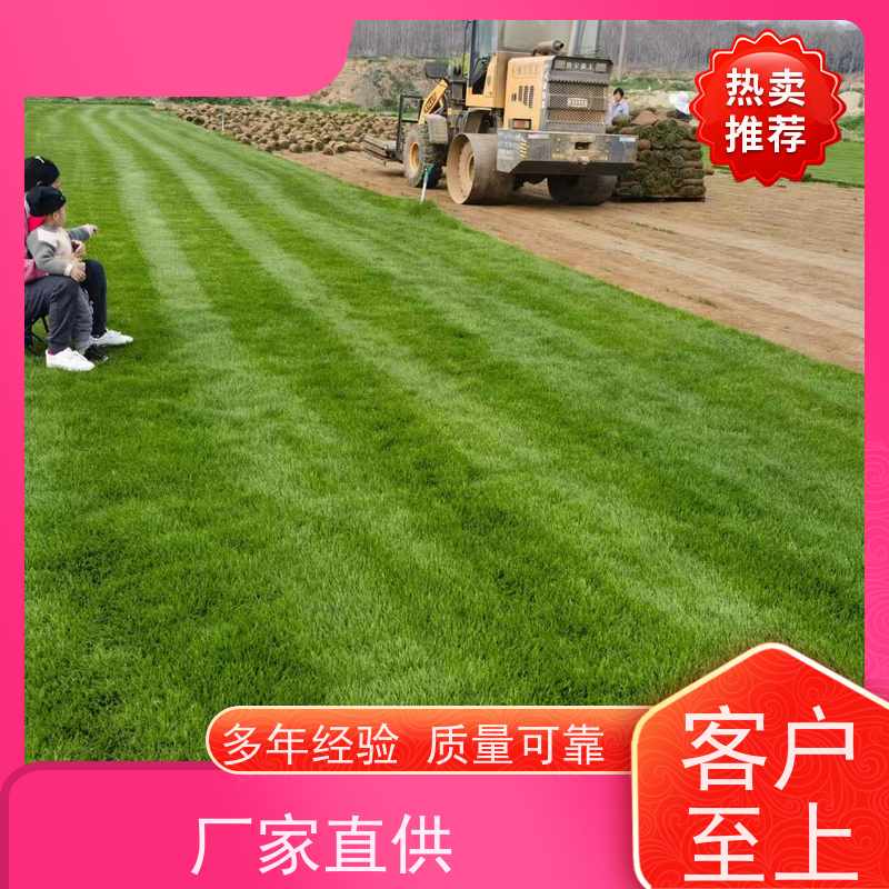 洛阳万绿苗圃 市政工程 百慕大草坪 耐践踏 维护简单