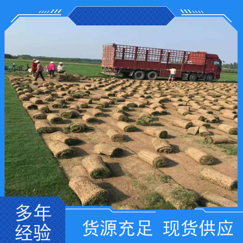洛阳万绿苗圃 小区绿化 真草皮四季青 冷暖季型 维护简单