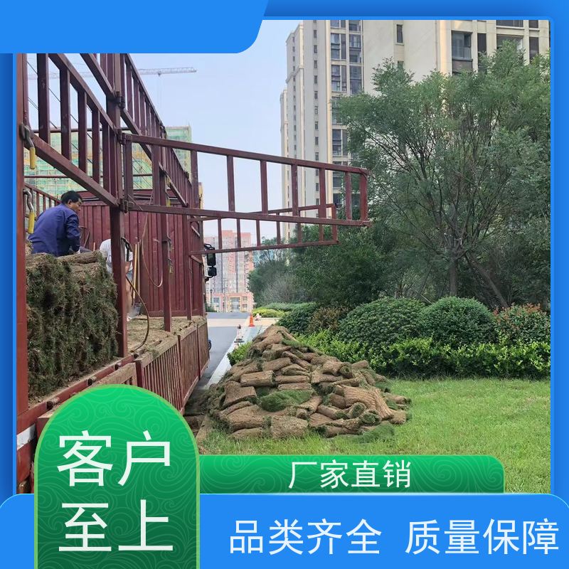 洛阳万绿苗圃 小区绿化 早熟禾混播草坪 修剪少 维护简单