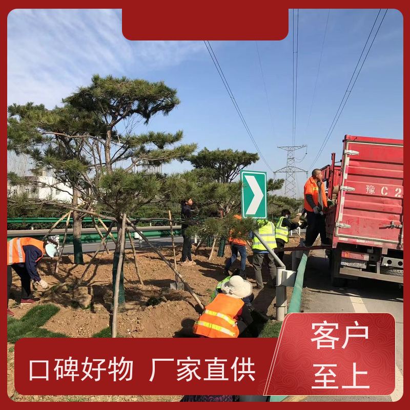 洛阳万绿苗圃 市政工程 早熟禾混播草坪 修剪少 维护简单