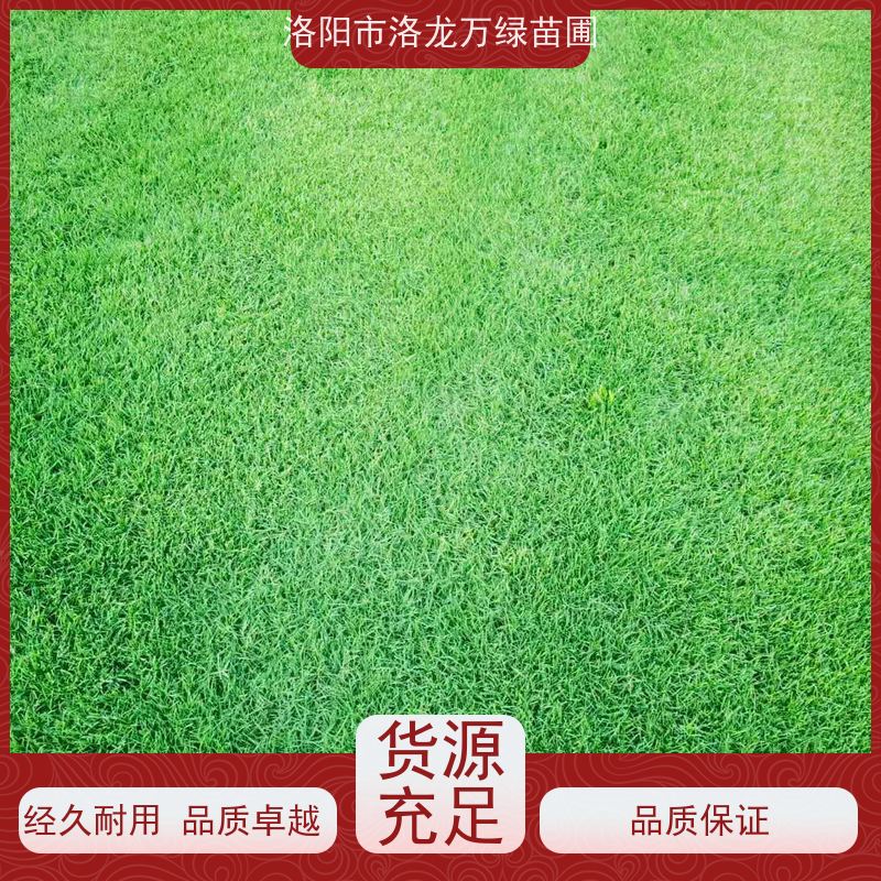 洛阳万绿苗圃 厂区绿化 真草皮四季青 修剪少 铺草快省时省力