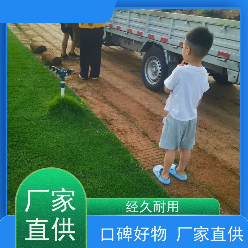 洛阳万绿苗圃 景区民宿 早熟禾混播草坪 耐践踏 维护简单