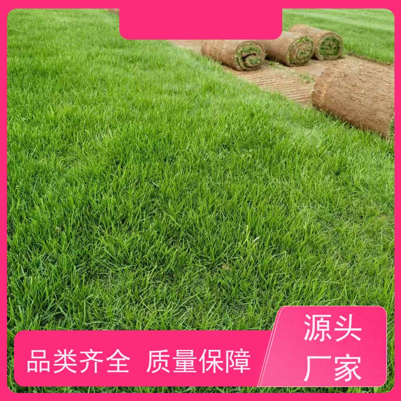 洛阳万绿苗圃 别墅庭院 果岭草草坪 修剪少 铺草快省时省力