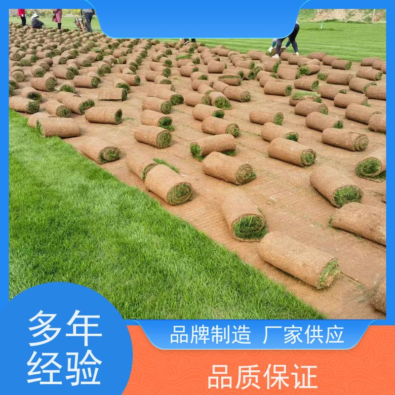 洛阳万绿苗圃 道路绿化 草坪 冷暖季型 维护简单