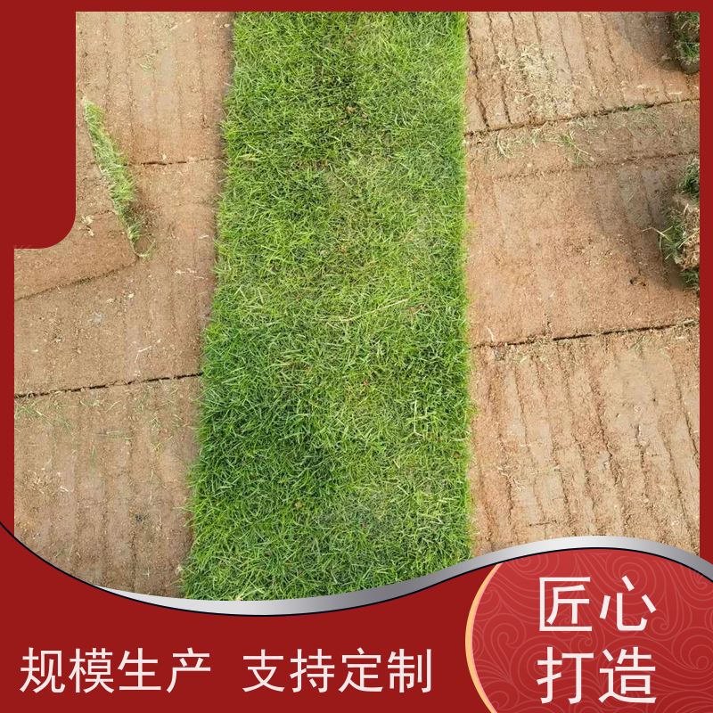 洛阳万绿苗圃 厂区绿化 真草皮四季青 冷暖季型 铺草快省时省力
