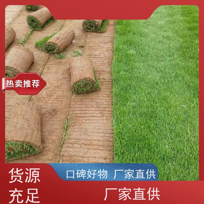 洛阳万绿苗圃 景区民宿 早熟禾混播草坪 四季常绿 铺草快省时省力
