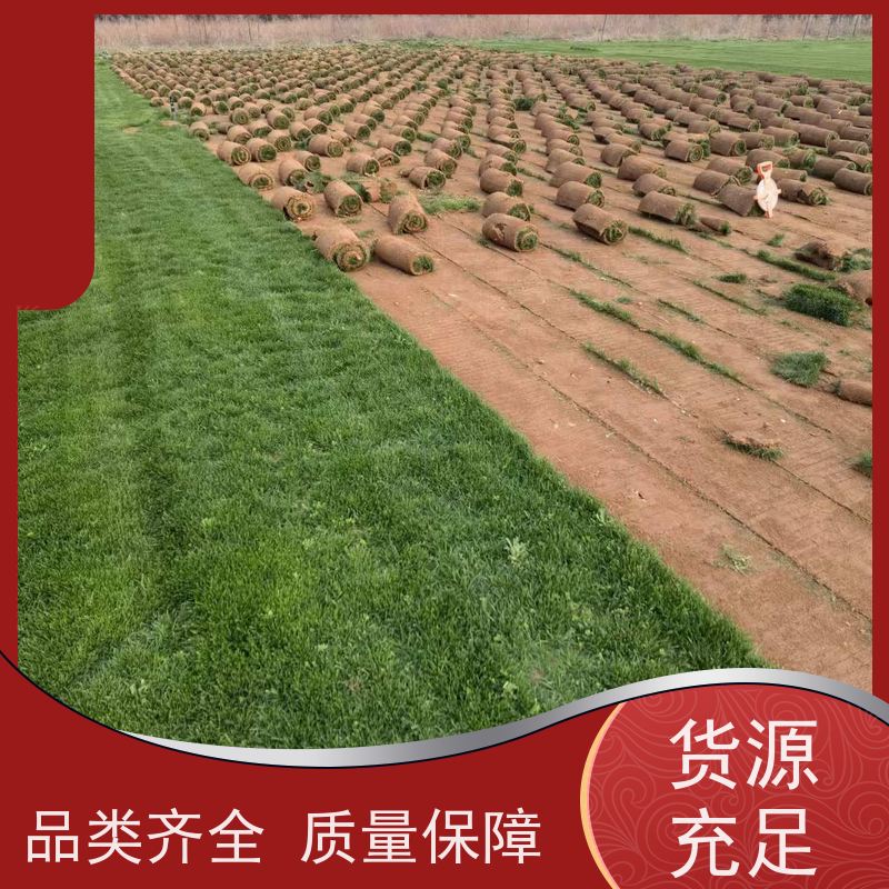 洛阳万绿苗圃 厂区绿化 百慕大草坪 修剪少 维护简单