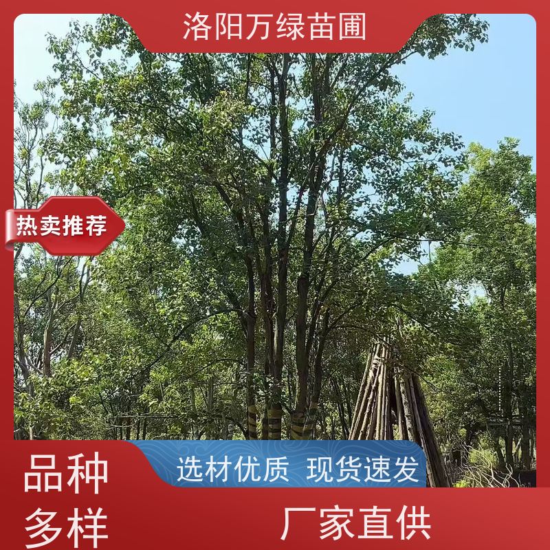 万绿苗圃 厂区别墅苗木 8公分乌桕 彩叶树种秋季变色漂亮 易成活