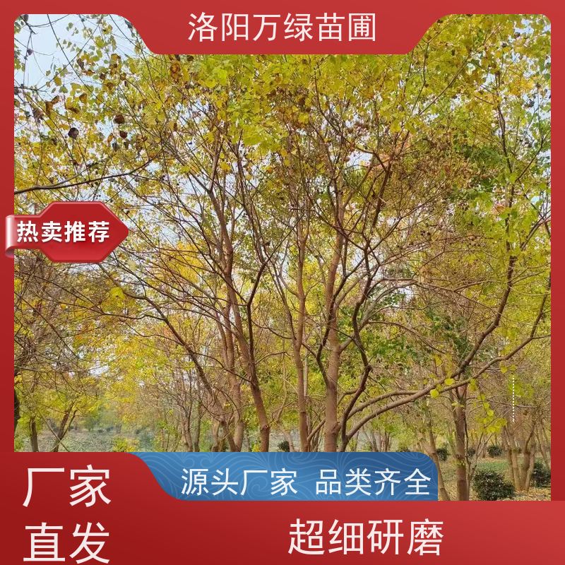 万绿苗圃 厂区别墅苗木 8公分乌桕 多分支6米8米 易成活