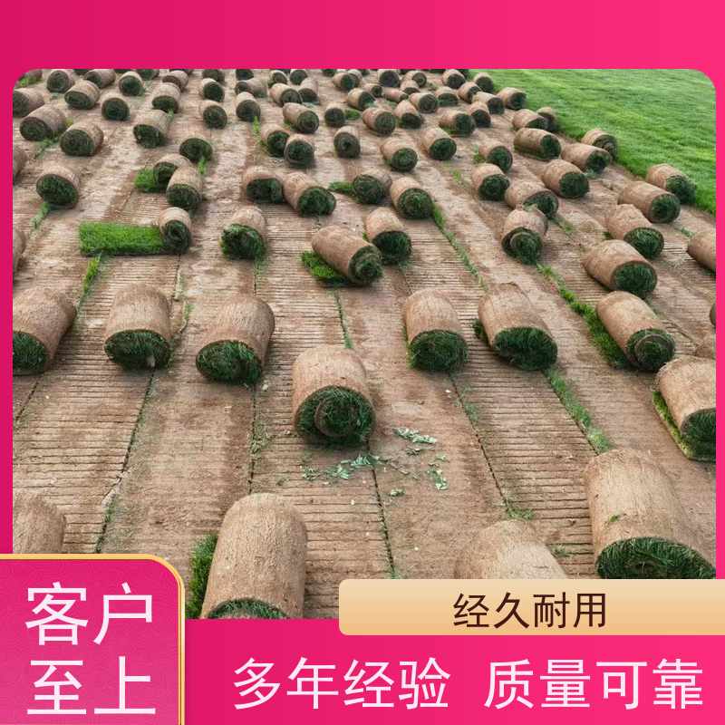 洛阳万绿苗圃 小区绿化 草坪 四季常绿 维护简单