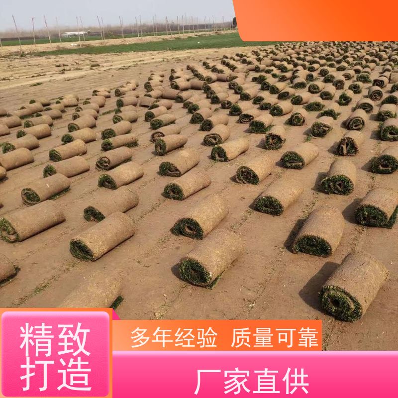 洛阳万绿苗圃 厂区绿化 草坪 四季常绿 铺草快省时省力