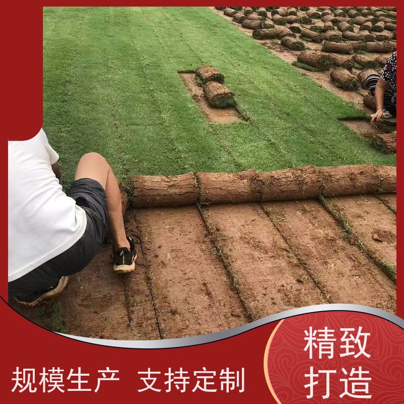 洛阳万绿苗圃 小区绿化 早熟禾混播草坪 冷暖季型 维护简单