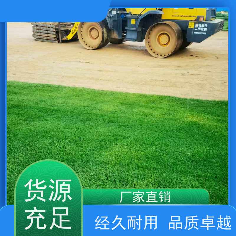 洛阳万绿苗圃 小区绿化 百慕大草坪 耐践踏 维护简单