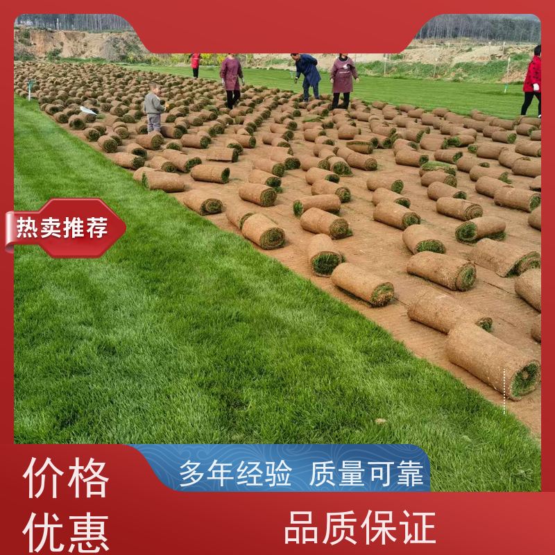 洛阳万绿苗圃 景区民宿 百慕大草坪 修剪少 铺草快省时省力