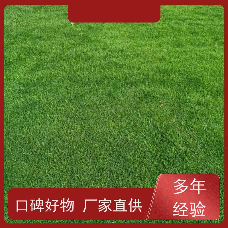 洛阳万绿苗圃 市政工程 早熟禾混播草坪 四季常绿 铺草快省时省力