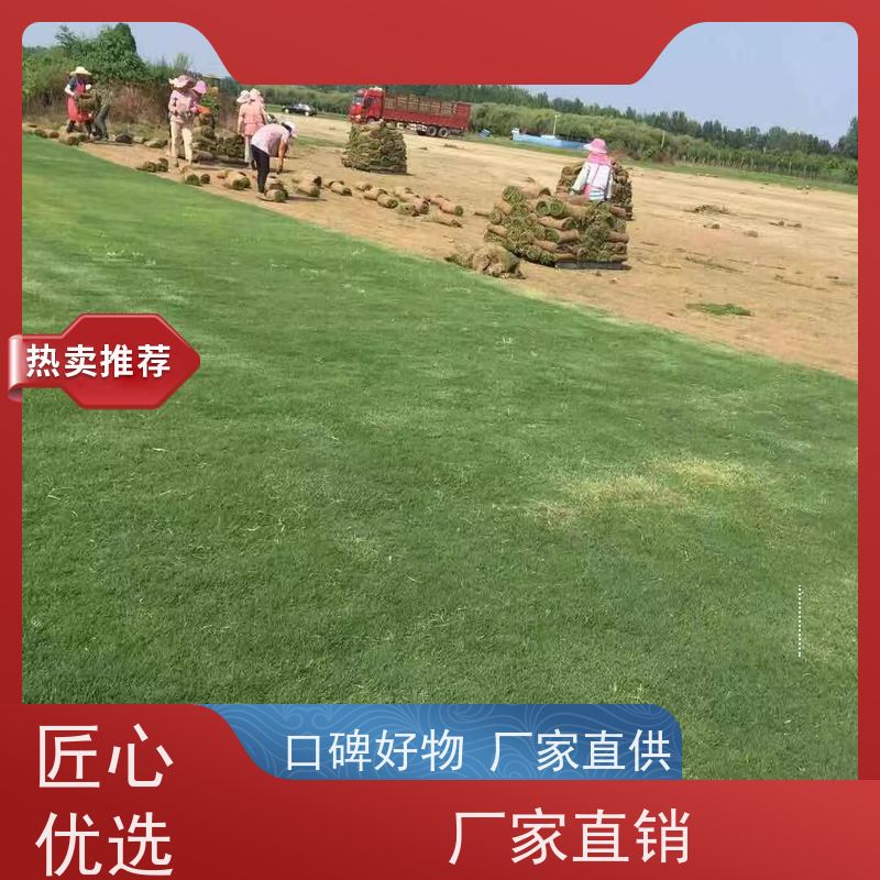 洛阳万绿苗圃 别墅庭院 百慕大草坪 四季常绿 维护简单