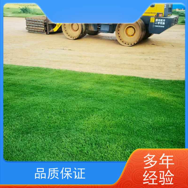 洛阳万绿苗圃 别墅庭院 早熟禾混播草坪 冷暖季型 铺草快省时省力