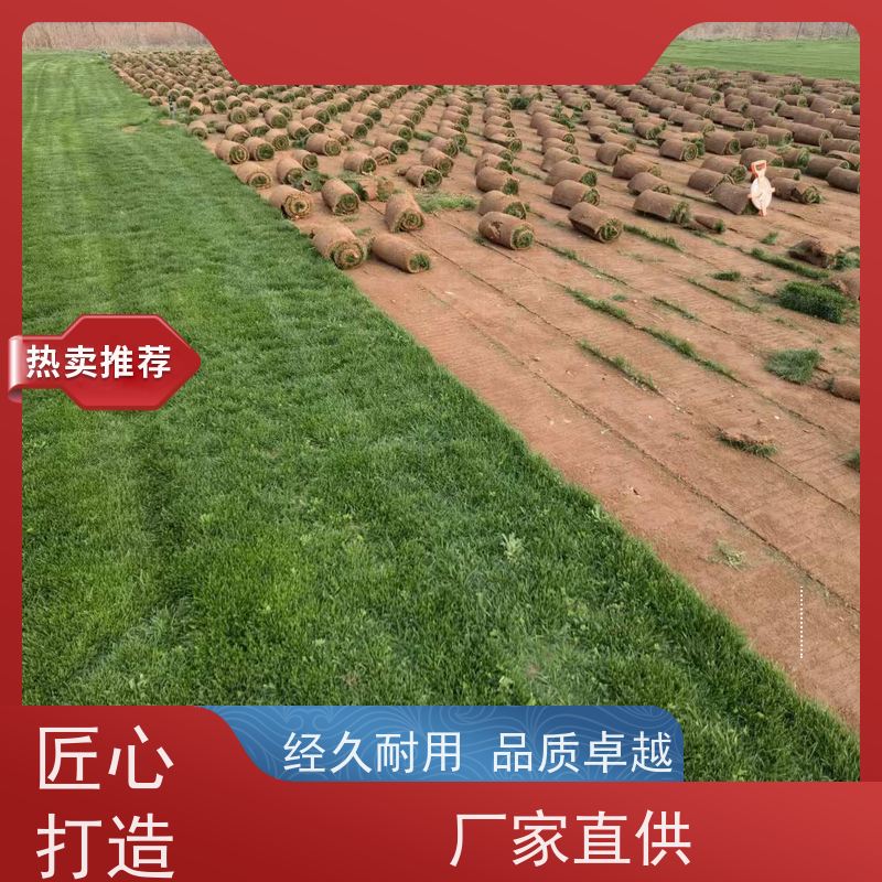洛阳万绿苗圃 道路绿化 草皮 冷暖季型 维护简单