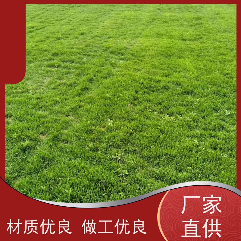 洛阳万绿苗圃 景区民宿 果岭草草坪 四季常绿 铺草快省时省力