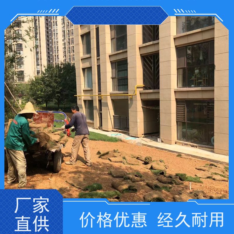 洛阳万绿苗圃 景区民宿 马尼拉草坪 四季常绿 维护简单