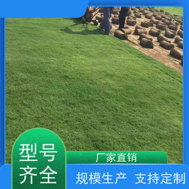 洛阳万绿苗圃 景区民宿 马尼拉草坪 修剪少 维护简单