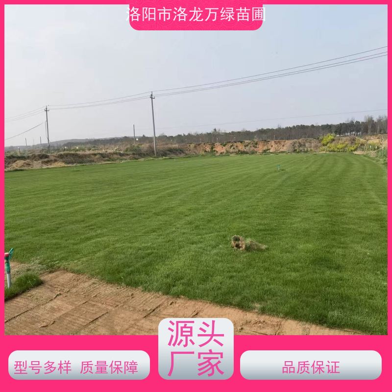 洛阳万绿苗圃 小区绿化 早熟禾混播草坪 耐践踏 铺草快省时省力